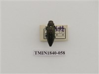藏品(菲律賓產昆蟲)的圖片